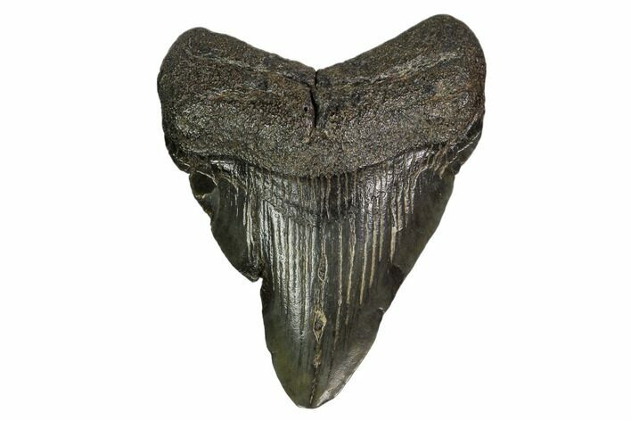 Juvenile Megalodon Tooth - Georgia #158758